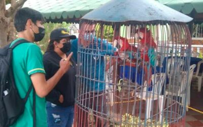 Instituto para la Protección Animal logró resguardar guacamayos tricolor